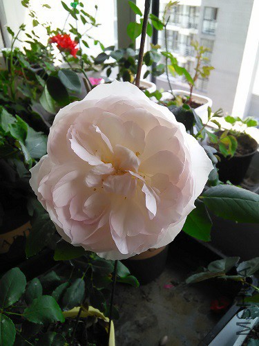 IMG20160428152412.jpg