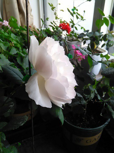 IMG20160428152435.jpg