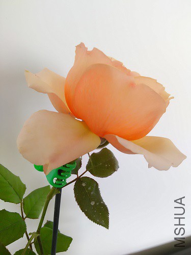 IMG20160428153221.jpg