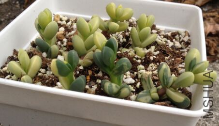 QQͼƬ20160423194932.jpg