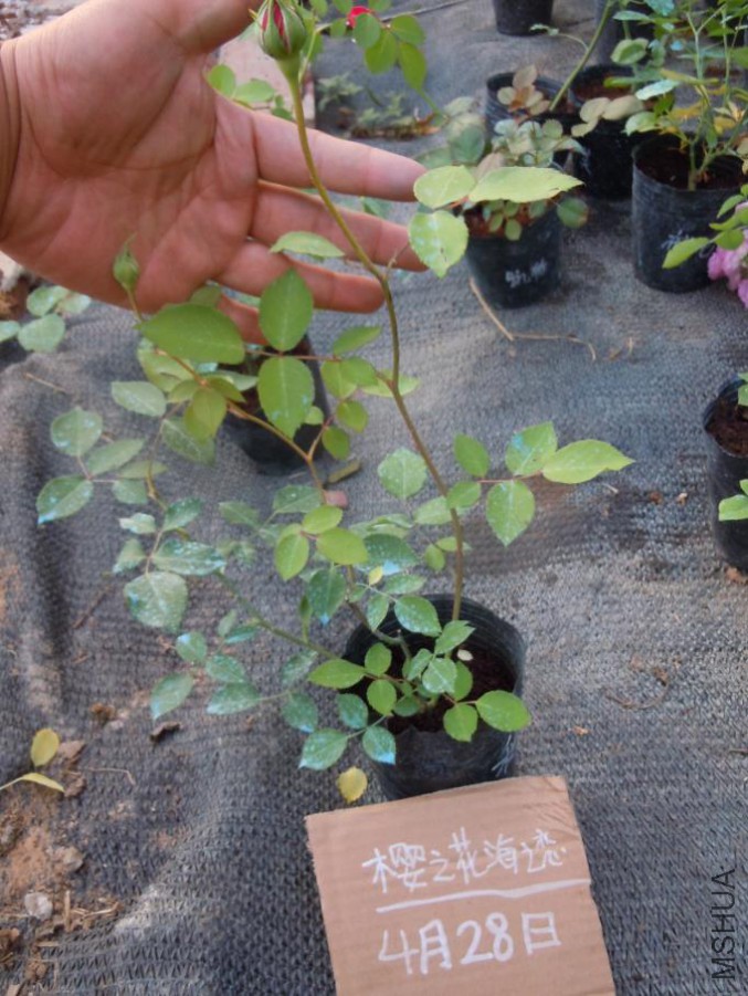 ����.jpg