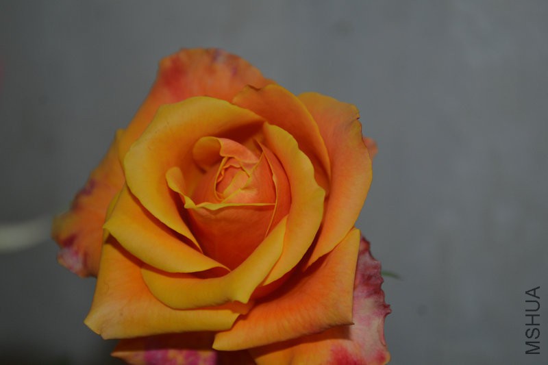 DSC_1866.JPG