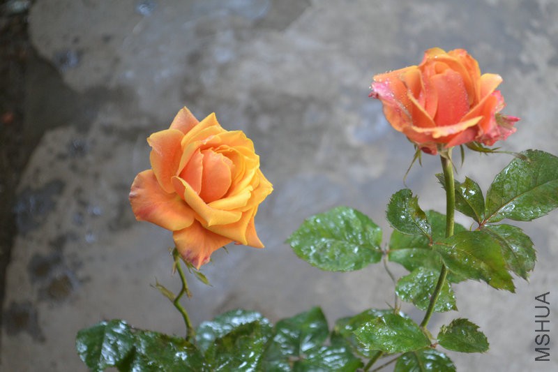 DSC_1870.JPG