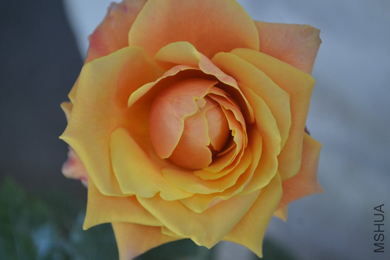DSC_1869.JPG