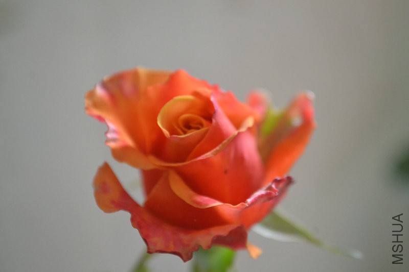 DSC_1856.JPG