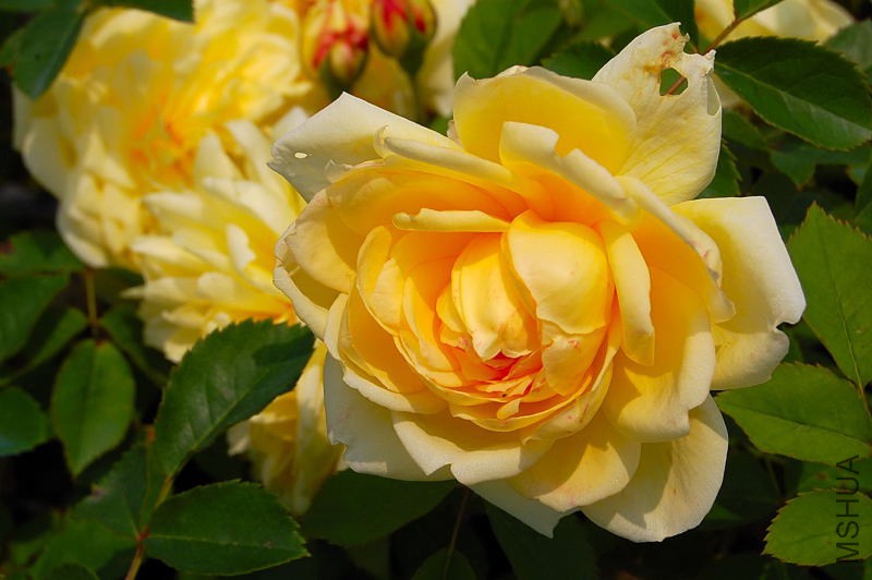 DSC_27900093.JPG