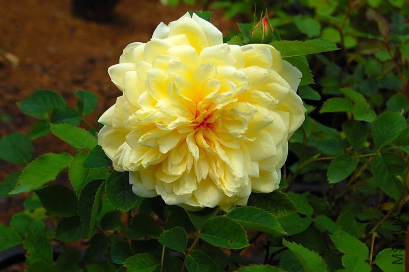 DSC_27590062.JPG