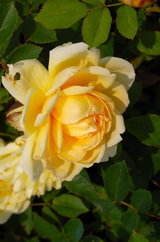 DSC_27890092.JPG
