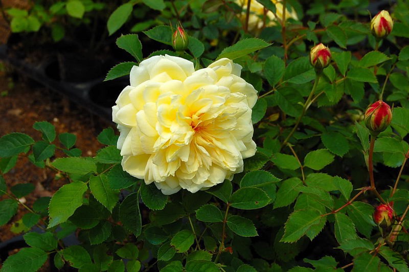 DSC_27610064.JPG