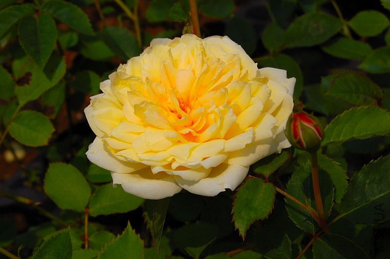 DSC_27910094.JPG