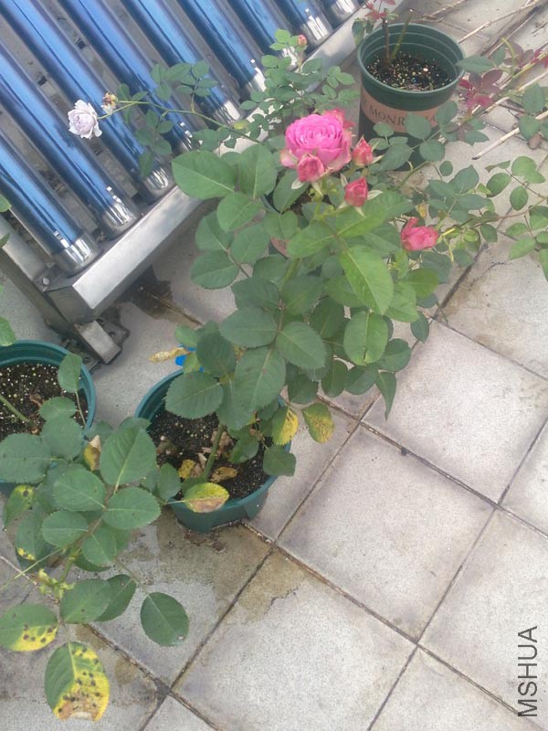IMG_20160429_065644.jpg