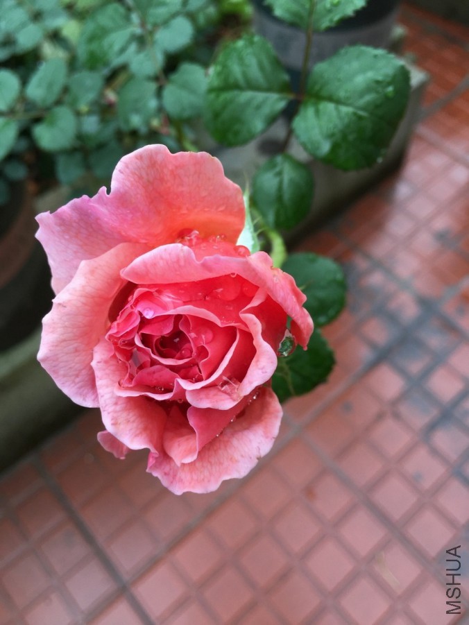 IMG_0656.JPG