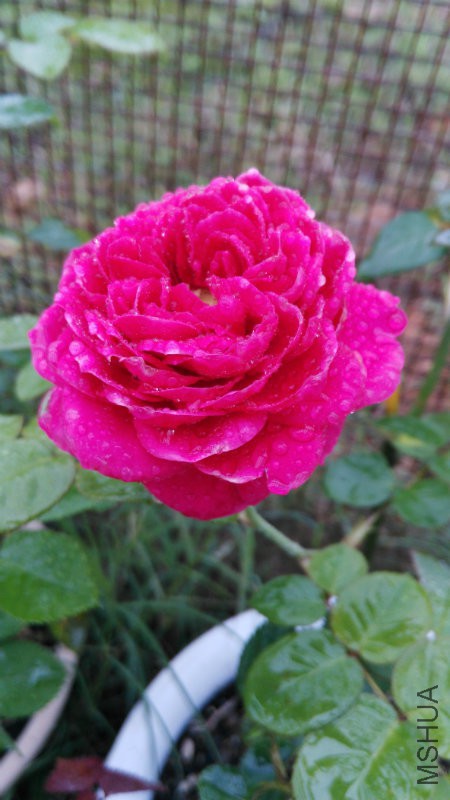 IMG_20160423_075647.jpg
