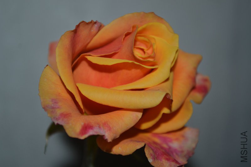 DSC_1863.JPG