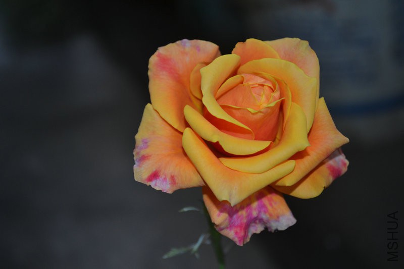 DSC_1865.JPG