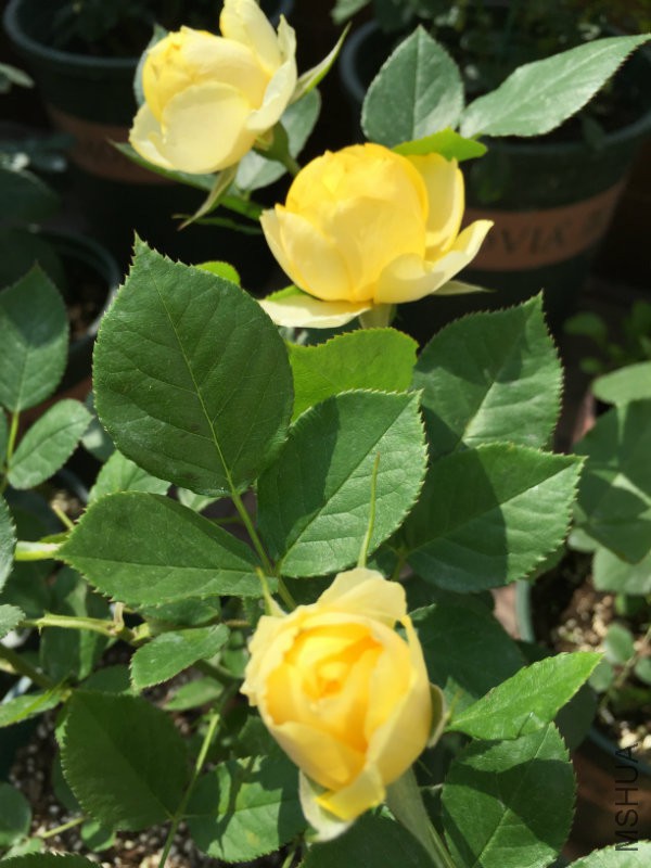 ��˵shsczgf�ҵ���������ǲ�������