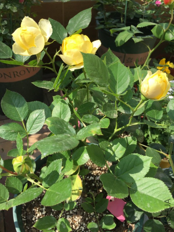 ��Ӱ��������һ�����ֵĸ����磬����ĺã�