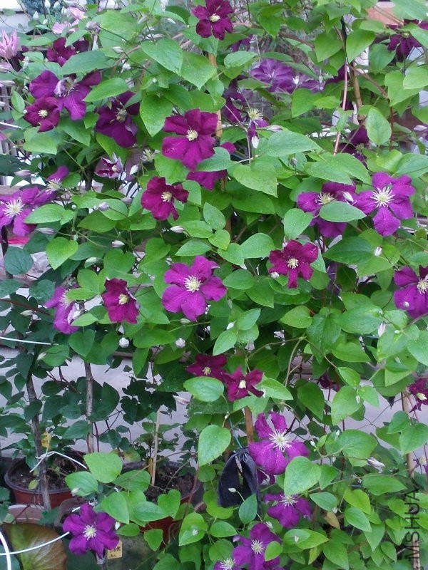 IMG20160429183611.jpg