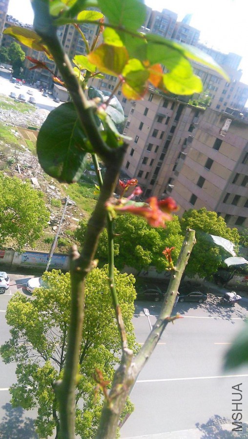 IMG_20160429_141444.jpg