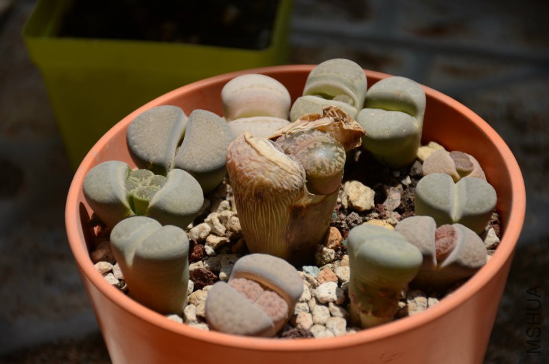 DSC_4446.JPG