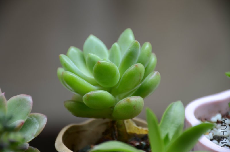 DSC_4463.JPG