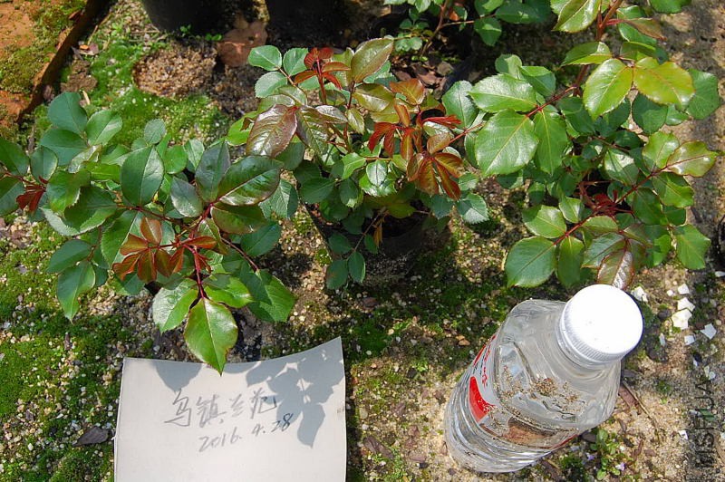 DSC_28430146.JPG