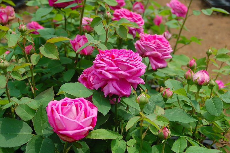 DSC_27060009.JPG