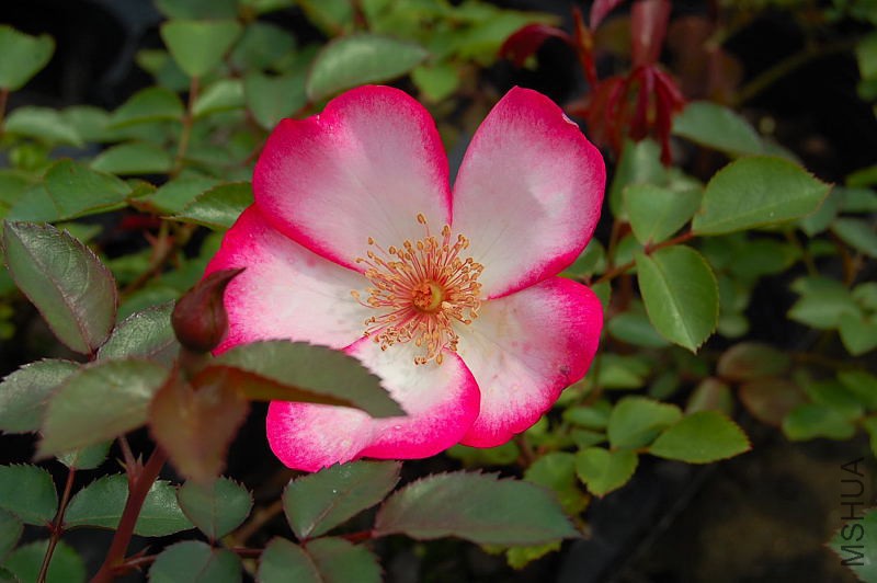 DSC_27330036.JPG
