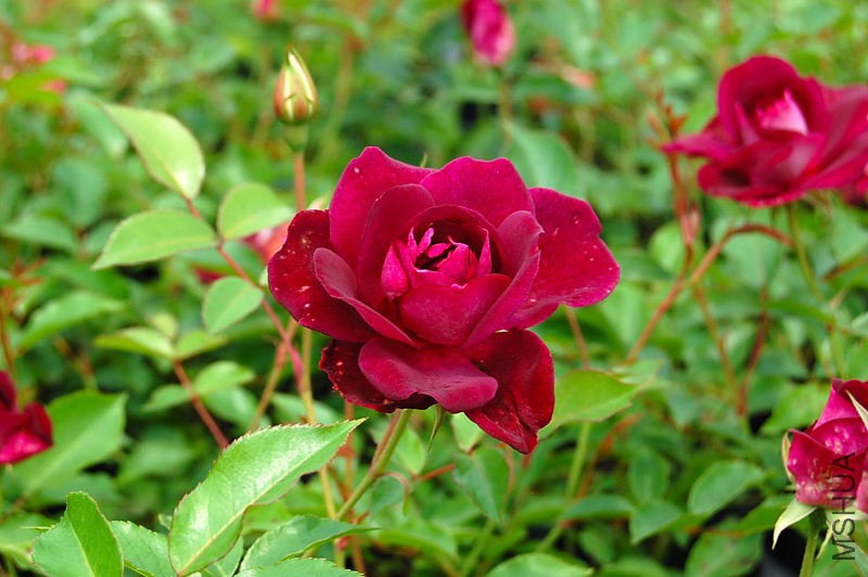 DSC_27450048.JPG