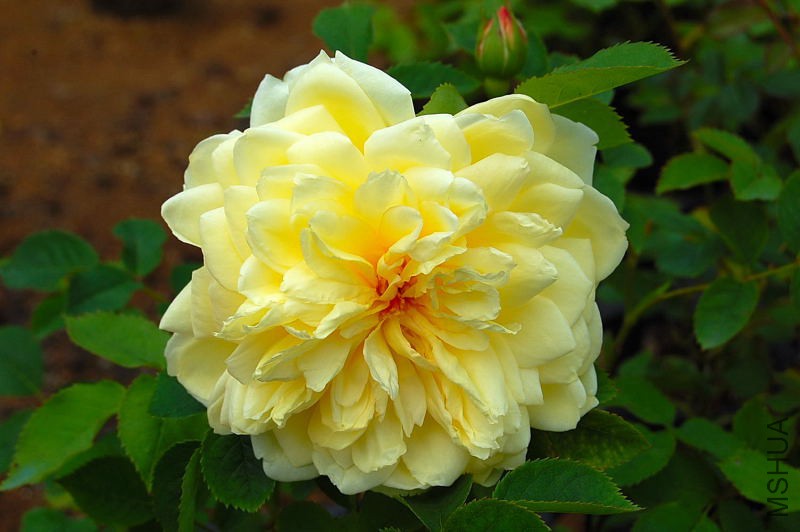 DSC_27770080.JPG