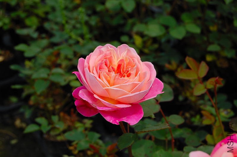 DSC_27420045.JPG