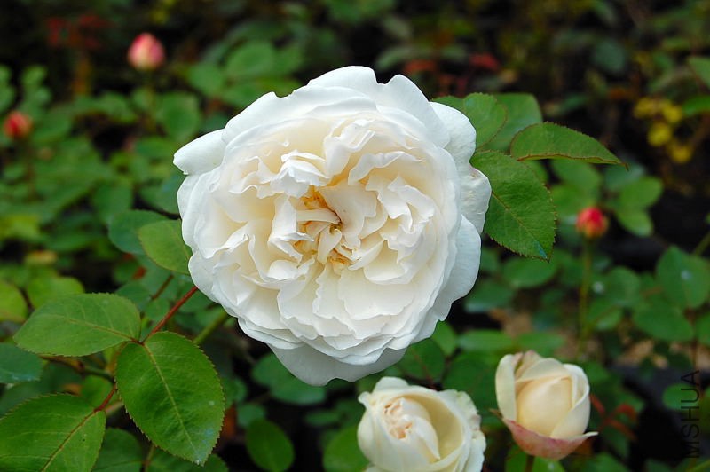DSC_27730076.JPG