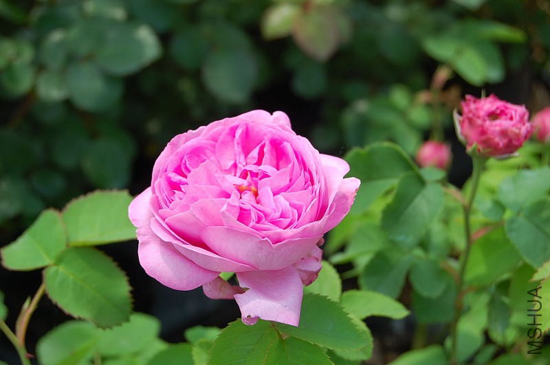 DSC_28070110.JPG