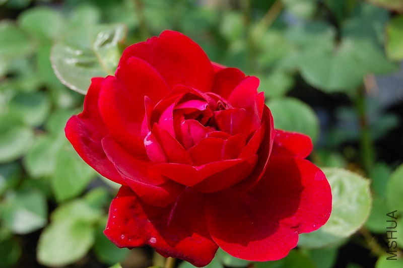DSC_27810084.JPG