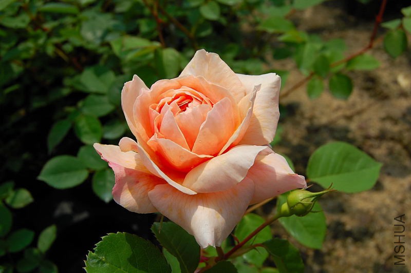 DSC_28220125.JPG