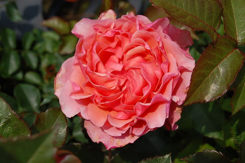 DSC_27880091.JPG