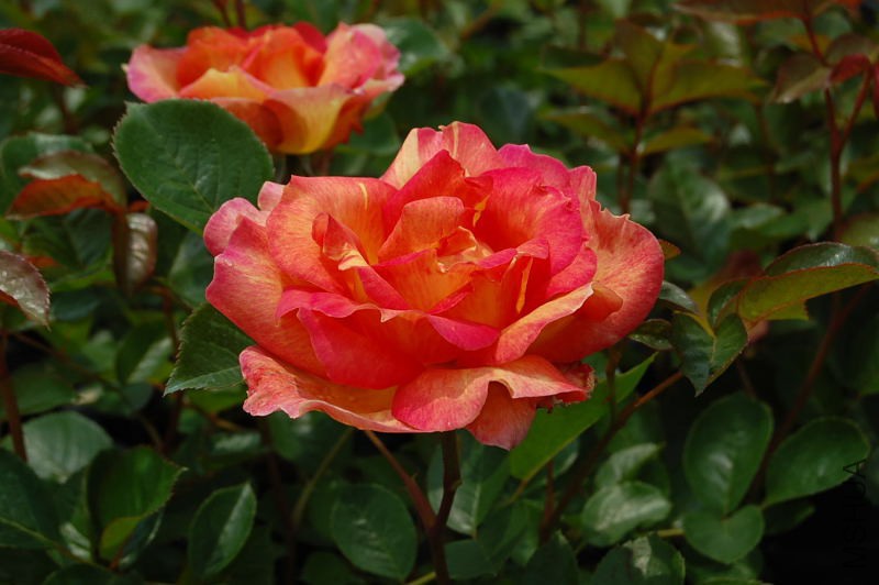 DSC_27220025.JPG