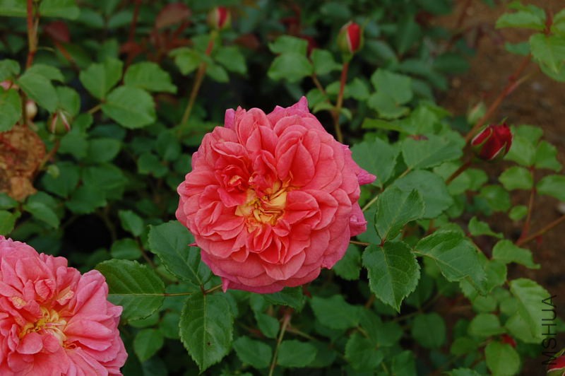 DSC_27570060.JPG