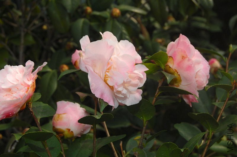 DSC_03340334.JPG