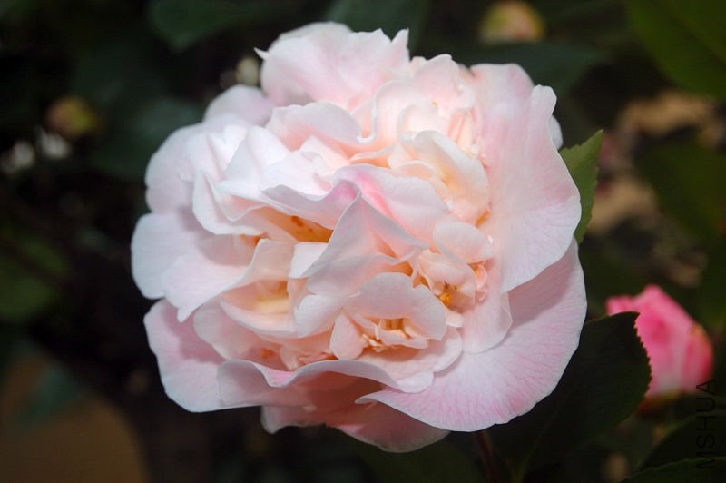 DSC_00880088.JPG