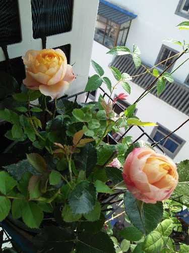 IMG20160430081852.jpg