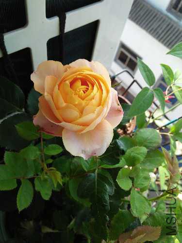 IMG20160430081848.jpg