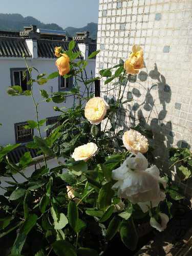 IMG20160430083247.jpg