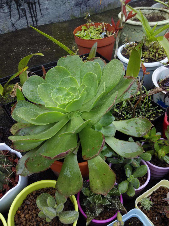 f1f25b402de172b910085925253a557100b1fe5b.jpg