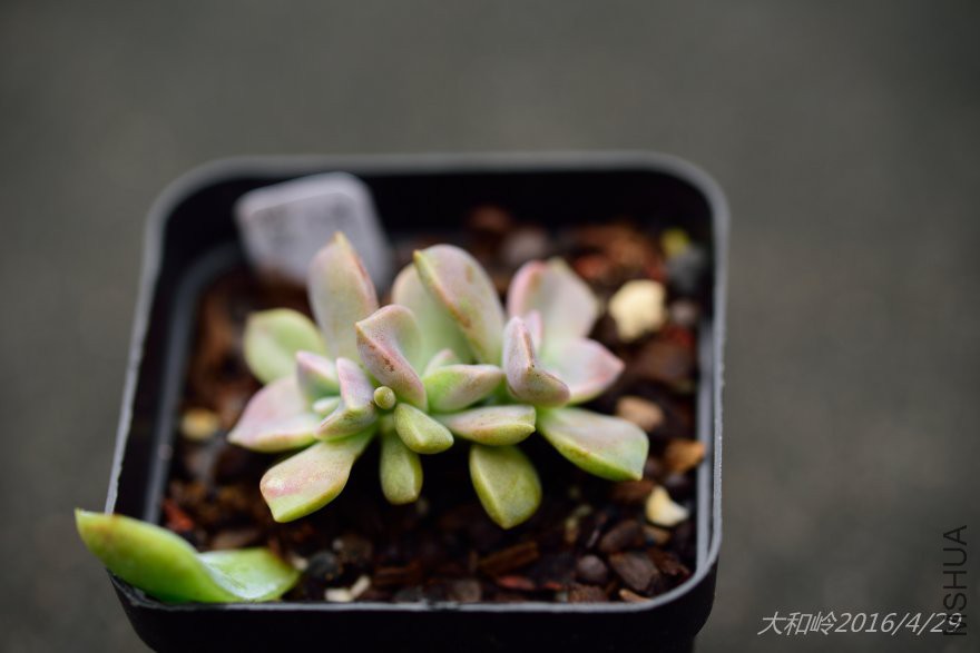 dsc_0453.jpg