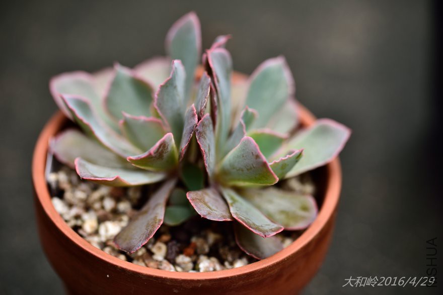 dsc_0459.jpg