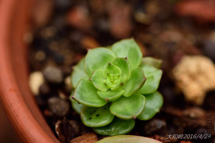 dsc_0417.jpg