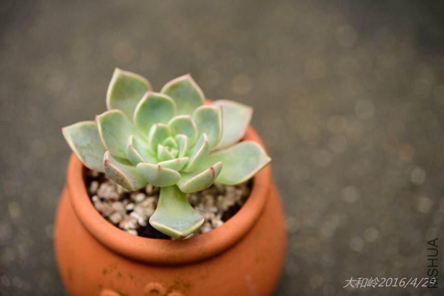 dsc_0419.jpg