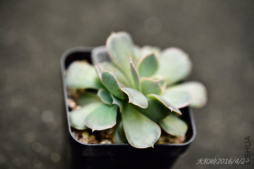 dsc_0479.jpg