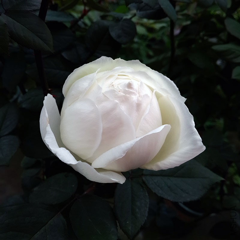 ����֮·2015��12��13��
